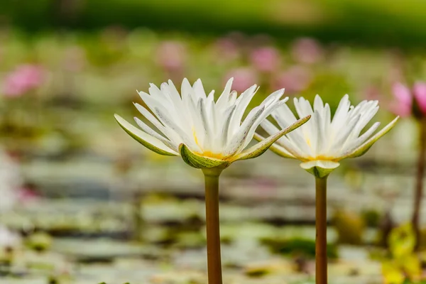 Flor de loto foco de flores en flor — Foto de Stock