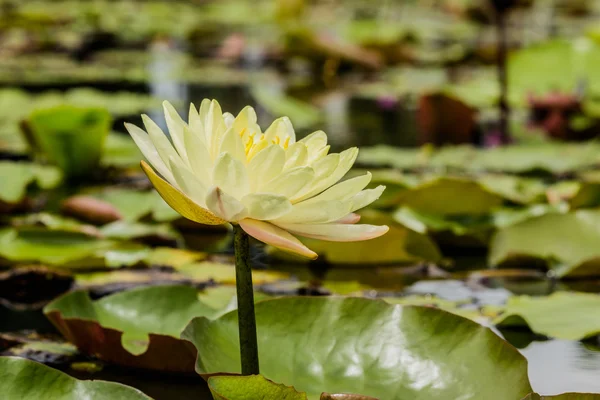 Flor de loto foco de flores en flor — Foto de Stock