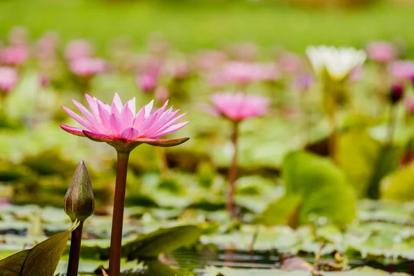 Flor de loto foco de flores en flor — Foto de Stock