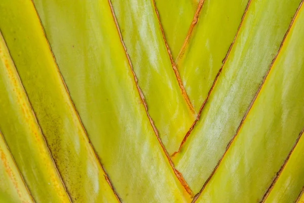 Nahaufnahme des Rumpfes einer Reisenden-Palme (ravenala madagascariensis). abstrakte Naturhintergründe. — Stockfoto