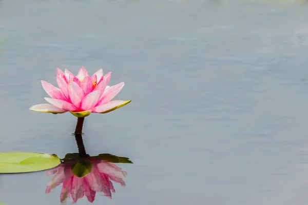 Flor de loto foco de flores en flor — Foto de Stock