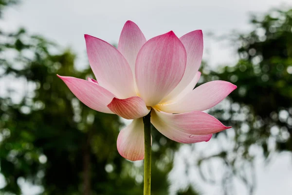 Fiore di loto fiore concentrarsi sul fiore — Foto Stock