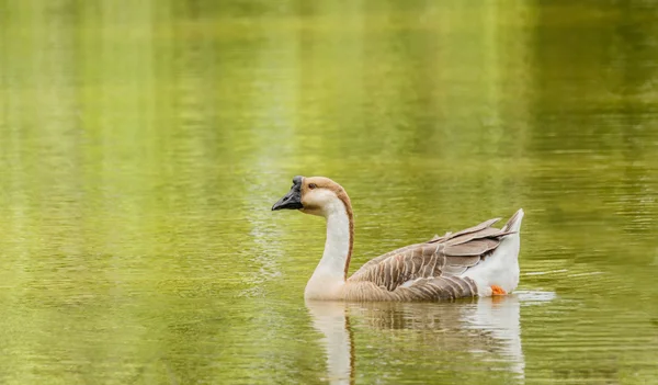 Grey Goose swimming in a large pond. — Stock Photo, Image