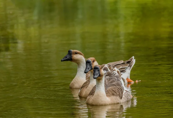 Grey Goose swimming in a large pond. — Stock Photo, Image