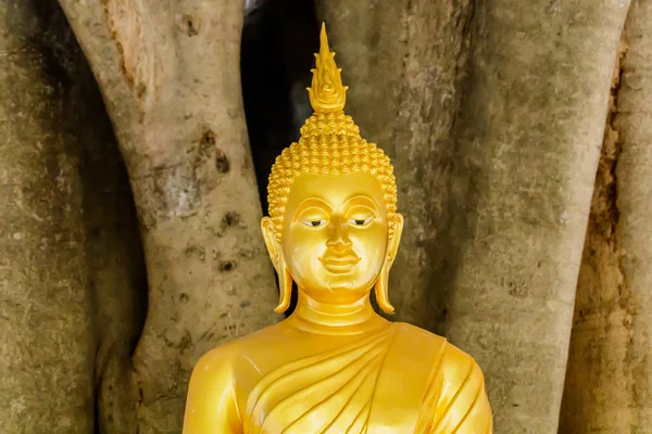 Statua di Buddha in un grande albero sfondo — Foto Stock