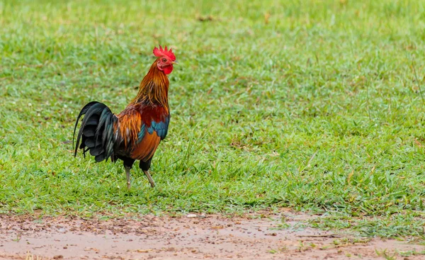 Rooster bonito no fundo da natureza — Fotografia de Stock