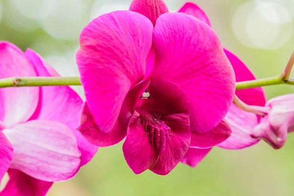 핑크 줄무늬 난초 꽃 — 스톡 사진