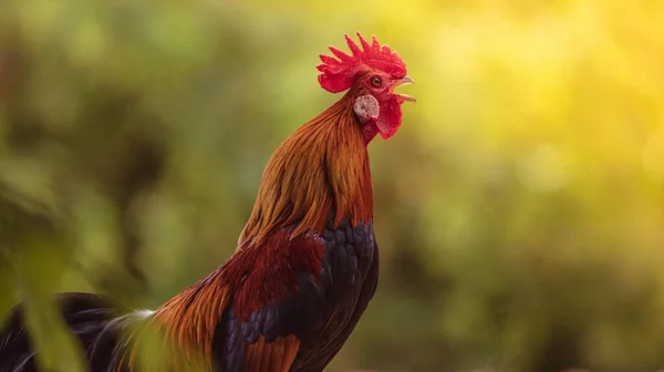 Gallo Con Hermosas Plumas Sol Mañana — Foto de Stock