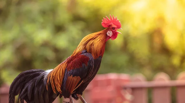 朝日の中に美しい羽を持つ雄鶏 — ストック写真