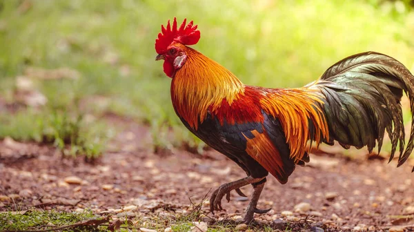 Ayam Jantan Dengan Bulu Yang Indah Pagi Hari Stok Gambar Bebas Royalti