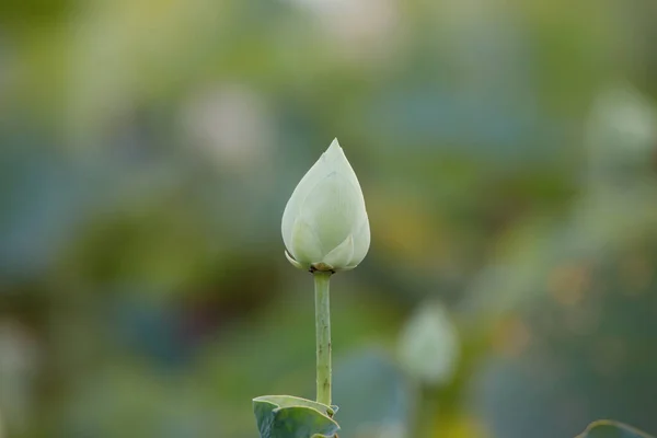 Pąki Kwiat Lotosu Środowisku Wodnym — Zdjęcie stockowe