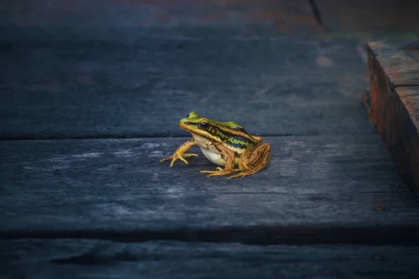 Water frog or green frog  on wood floor