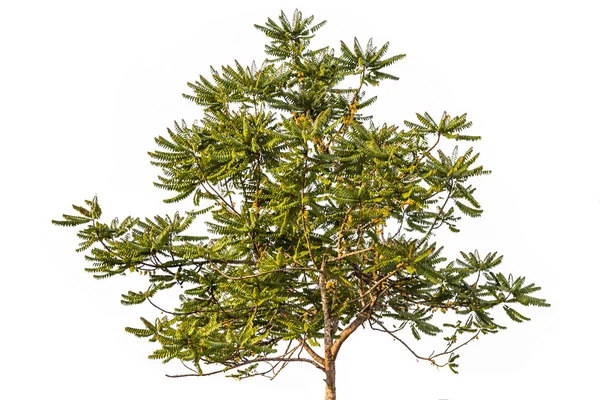 Stern Stachelbeerbaum auf isoliertem weißem Hintergrund — Stockfoto