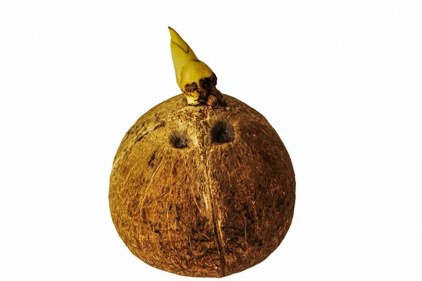 Gamla coconut seed isolerade — Stockfoto