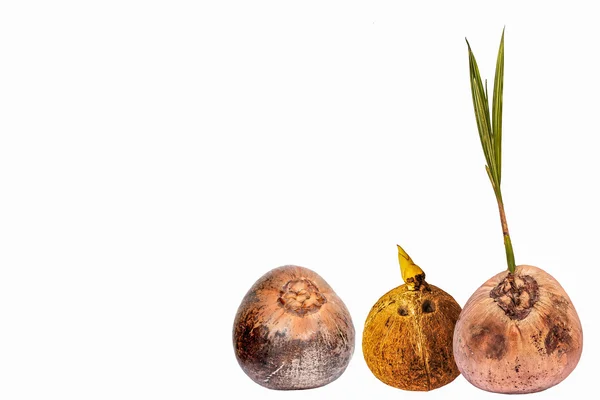 Старое кокосовое семя — стоковое фото