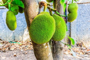 nefesi ağaç üzerinde