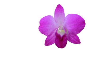Beyaz Kırpma yoluyla izole mor orkide çiçek şube