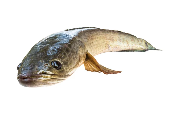 Peces cabeza de serpiente a rayas aislados en blanco con camino de recorte —  Fotos de Stock