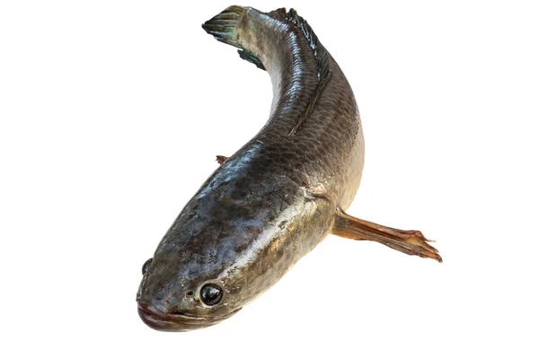 Полосатая змееголовая рыба, изолированная на белом с вырезкой — стоковое фото