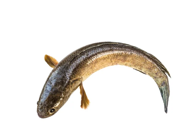 Peixe cabeça de cobra listrada isolado em branco com caminho de recorte — Fotografia de Stock