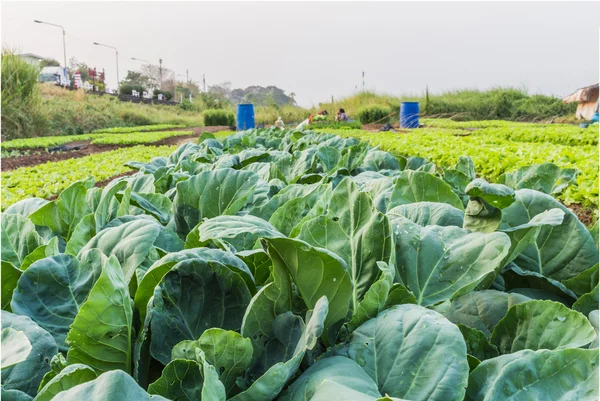 Kale — Stock Photo, Image