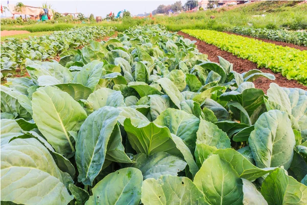 Kale