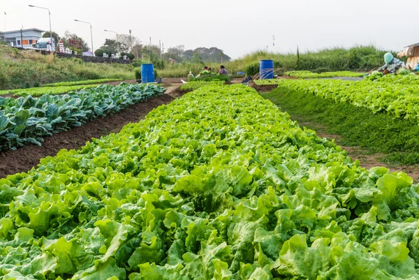 Lettuce — Stock Photo, Image