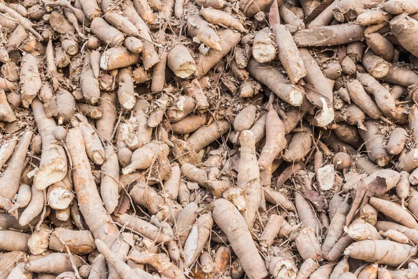 Manyok, tapyoka, manyok — Stok fotoğraf