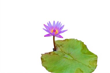 Mor Lotus izole beyaz zemin üzerinde. Kırpma yolu ile