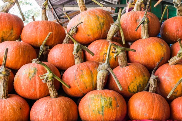 Calabazas —  Fotos de Stock