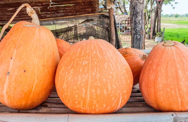 Citrouilles — Photo