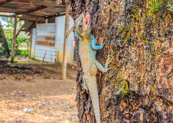 Тайский хамелеон на дерево — стоковое фото