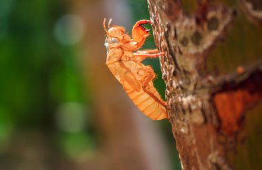 ağustosböceği slough