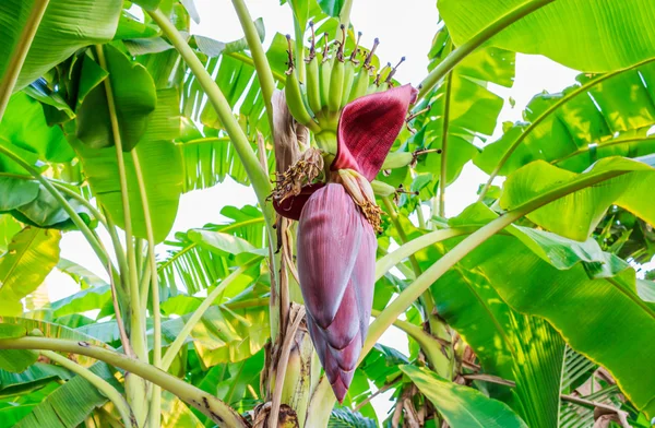 Banana blossom on the tree — Stock Photo, Image