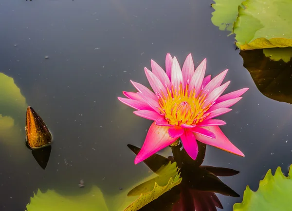 Loto rosa — Foto de Stock