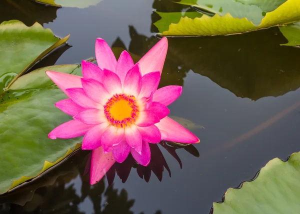 Loto rosa — Foto de Stock