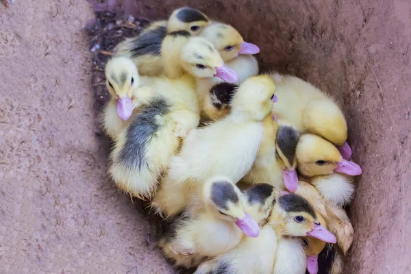 Group of little yellow ducklings — Stock Photo, Image