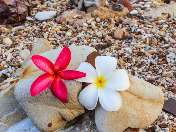 Plumeria spp. (Frangipani-Blumen, Frangipani, Pagoden- oder Tempelbaum) — Stockfoto