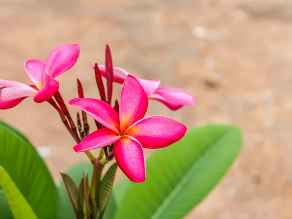 Plumeria spp. (flores de frangipani, Frangipani, Pagode ou Te — Fotografia de Stock