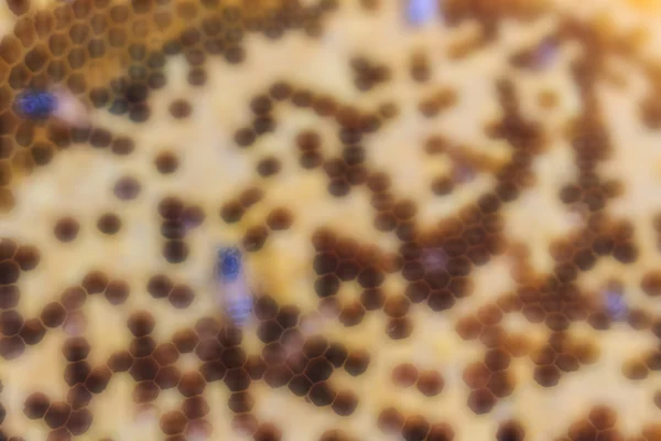 Размытое размытое изображение пчелиного улья на заднем плане — стоковое фото