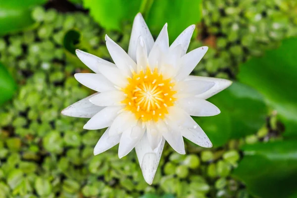 White lotus — Stock Photo, Image