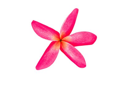 Plumeria rubra flower Isolate on white background with clippingpath