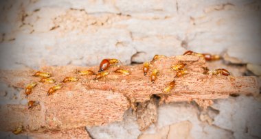 Worker and nasute termites on decomposing wood clipart