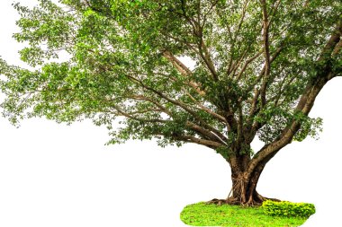 Banyan tree isolated on white background clipart