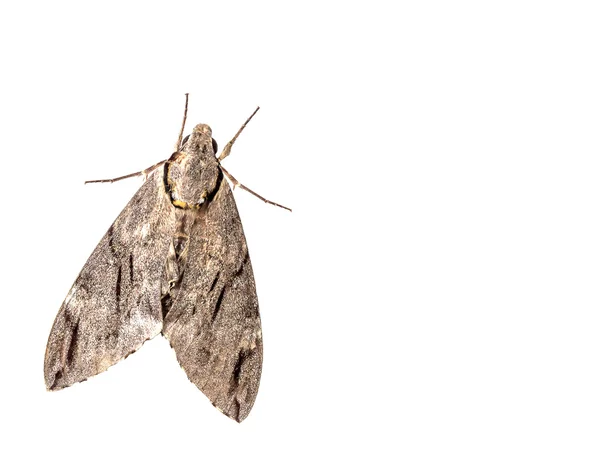 La polilla geométrica Trichopteryx carpinata aislada en respaldo blanco — Foto de Stock