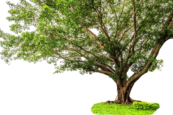 Árbol de Banyan aislado sobre fondo blanco —  Fotos de Stock