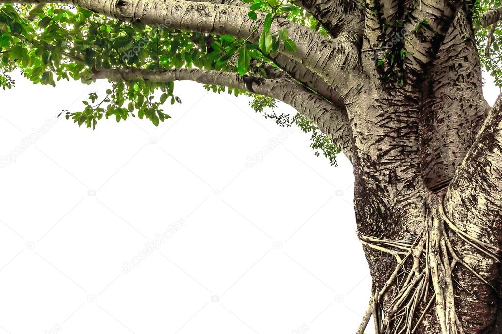 Banyan tree isolated on white background Stock Photo by ©sanpom 78548314 Banyan tree isolated on white background Stock Photo by ©sanpom 78548314