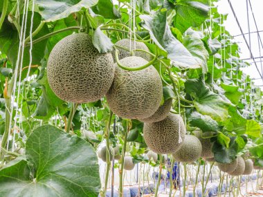 Cantaloupe melons growing in a greenhouse supported by string me clipart