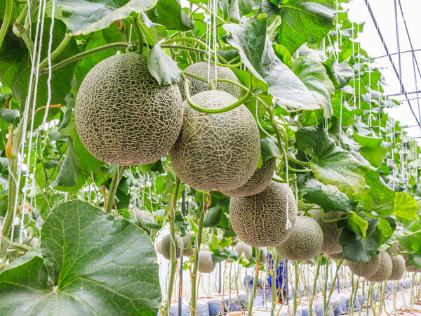 Cantaloupe melons growing in a greenhouse supported by string me