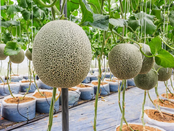 Melões cantaloupe crescendo em uma estufa apoiada pela corda me — Fotografia de Stock